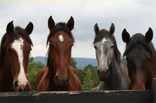 观看入口-与掘金新队友约基奇有没有沟通过？瓦兰：有 我们聊了马！
